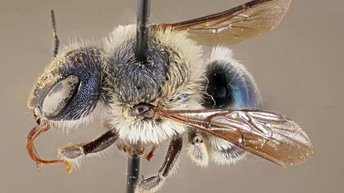 Ong xanh quý hiếm xuất hiện sau 4 năm