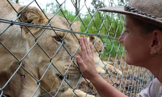 Đôi sư tử tấn công nhân viên vườn thú