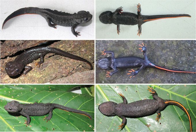 Phát hiện loài sa giông cá sấu mới tại Việt Nam