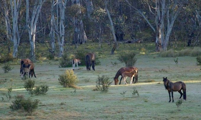 Australia sắp giết 5.000 con ngựa hoang