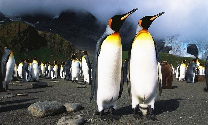 Nhà khoa học 'say' vì khí cười trong phân chim cánh cụt