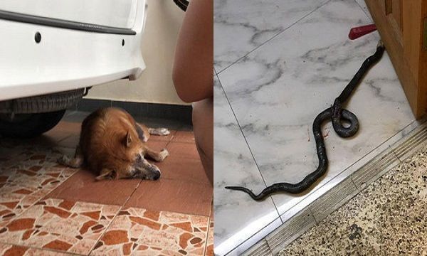 Chó cắn chết rắn độc để bảo vệ chủ