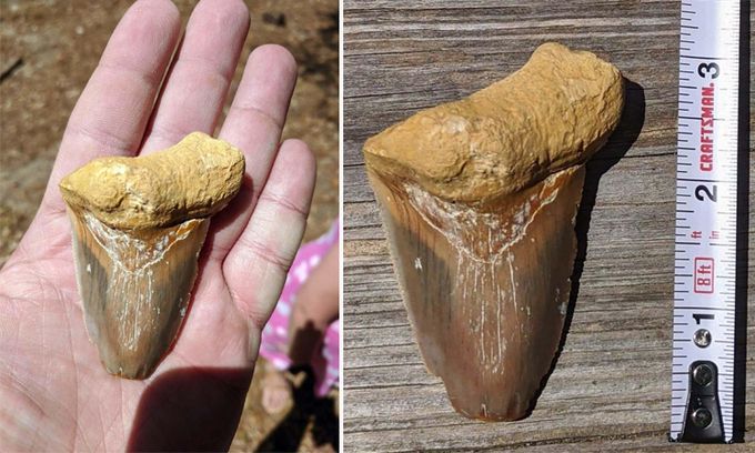 Răng hóa thạch dài 8 cm của 'quái vật' Megalodon