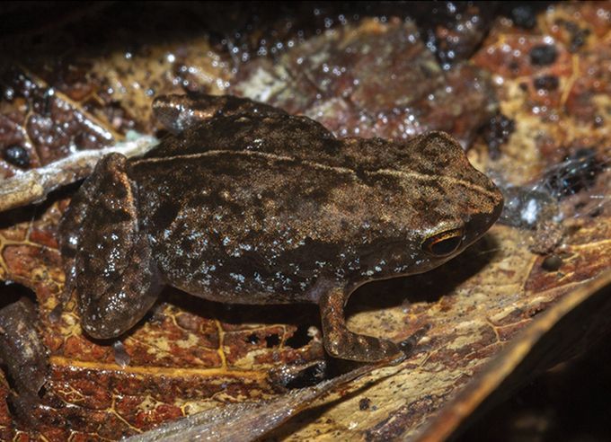 Phát hiện loài ếch mới dài 1 cm
