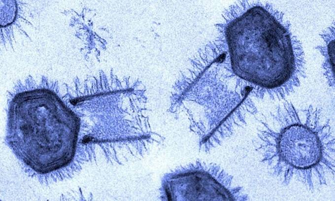 Virus khổng lồ lây nhiễm tế bào như thế nào?