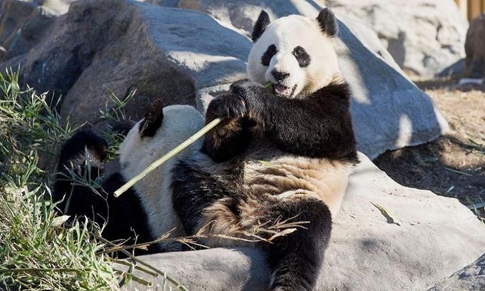 Vườn thú Canada trả Trung Quốc gấu trúc do thiếu tre
