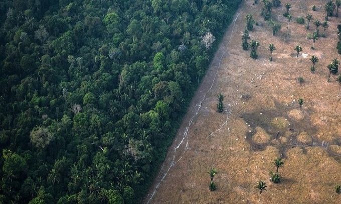 Rừng Amazon có thể là nguồn lây virus corona tiếp theo